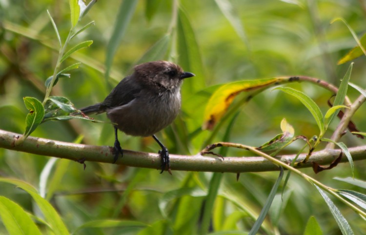 Bushtit outside Kitchen Door
